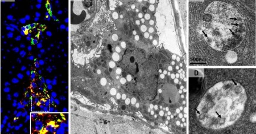 covid:-virus-usa-celulas-dos-testiculos-para-se-multiplicar;-entenda