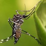 o-caminho-da-dengue:-estudo-aponta-de-onde-veio-linhagem-que-causou-epidemia