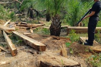 desmatamento-cai-11%-na-amazonia-e-no-cerrado