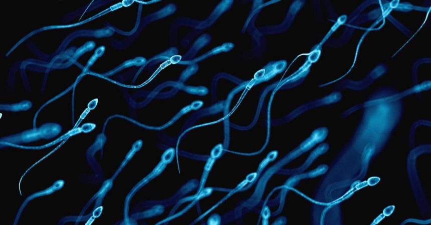 espermatozoides-acumulam-alteracoes-ligadas-a-doencas-em-filhos-de-pais-mais-velhos