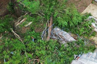 construtora-retirara-118-arvores-de-bosque-na-zona-oeste-de-sp,-apos-acordo-com-a-prefeitura