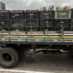 policia-de-sp-faz-operacao-contra-comercio-de-bebidas-adulteradas